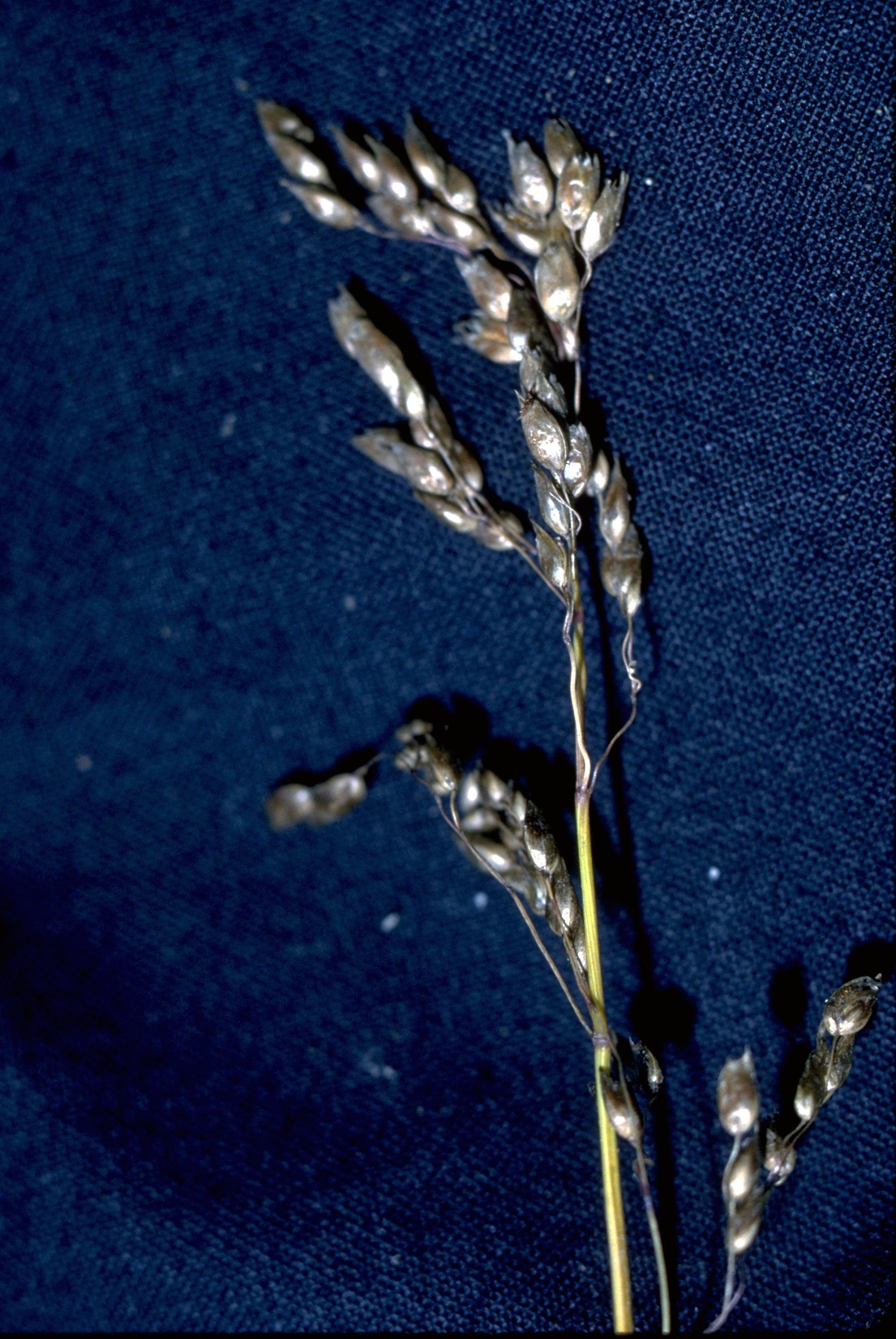 Botanical line drawing of Hierochloe odorata, sweetgrass, showing inflorescence, spikelets, and floret detail